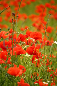 Field full of red poppies flowers photography