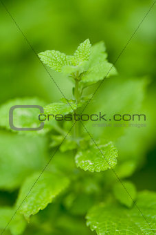 fresh green aromatic mint lemon balm  peppermint macro closeup