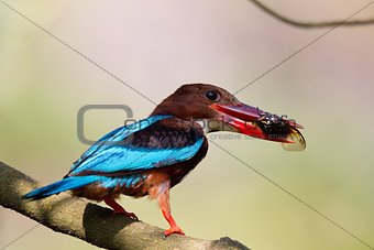 WHITE-THROATED KINGFISHER (Halcyon smyrnensis)