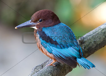 White-throated Kingfisher (Halcyon smyrnensis) [Juvenile]