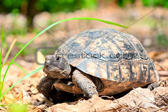 portrait of an adult turtle on land dry foliage