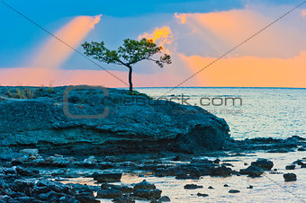 picturesque pine tree on a rocky seashore at sunrise