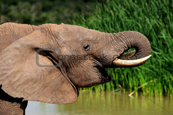 Elephant drinking water at Harpoor Dam