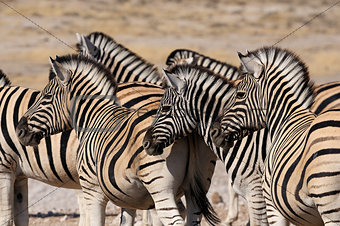 Zebra herd, Etosha, Namibia