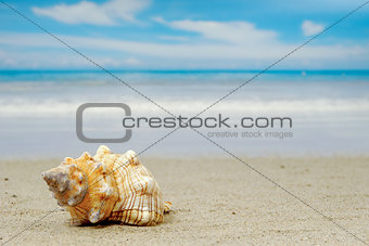 Conch shell on exotic beach
