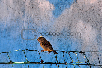 sparrow small bird