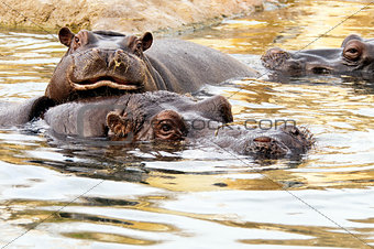 Hippo (Hippopotamus)