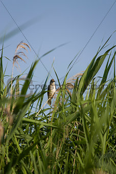 Bird in the reeds