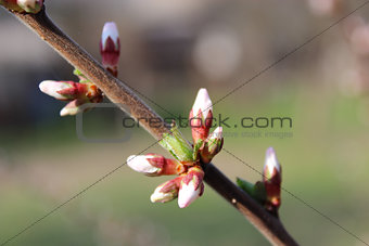 unopened buds of Prunus tomentosa's flowers