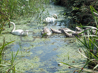 A family of Swans feeding
