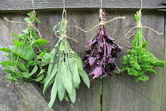 Fresh herbs hanging for drying