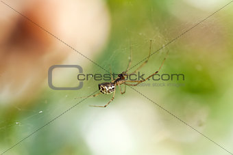 small spider on a cobweb spiderweb in summer outdoor garden 