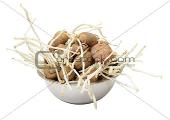 sprouting potatoes on white background