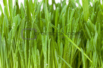 fresh green grass with dew
