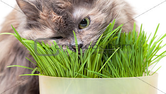 A pet cat eating fresh grass