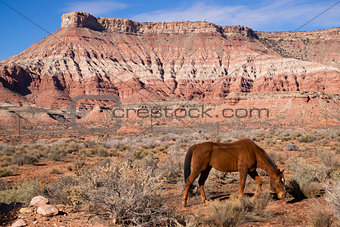 Domestic Animal Livestock Horse Grazes Desert Southwest Canyon L