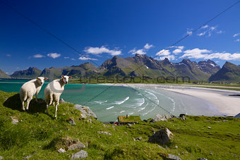 Sheep on Lofoten islands