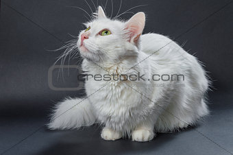 White angora cat 04