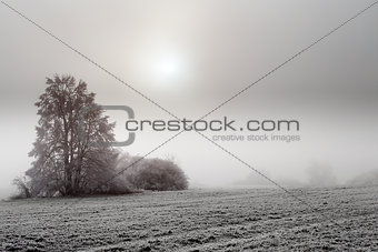 sunny frozen misty landscape
