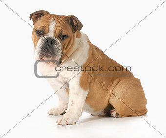 bulldog puppy 