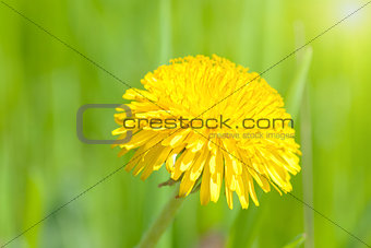 Beautiful spring flower background