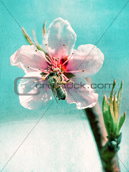 textured old paper background, bee collects honey on a flower