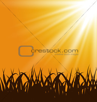 Autumn background with grass and sunlight
