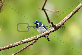 male Ultramarine Flycatcher (Ficedula superciliaris)