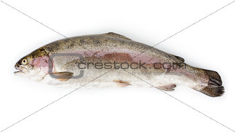 fresh whole trout fish