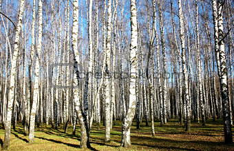 Sunny autumn birch grove on blue sky
