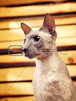 Peterbald Cat on Hayloft