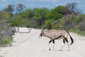 Gemsbok antelope (Oryx gazella)