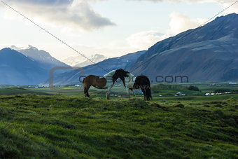 The Iceland horse, or even Icelanders Icelandic horse called, is
