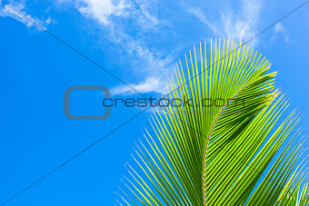 green palm frond