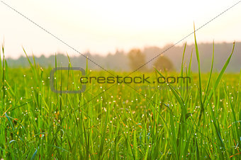 Close-up of fresh grass on meadow