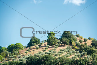 Hill with olive trees