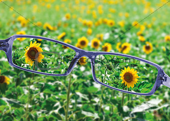 View from reading eyeglasses on beautiful nature view