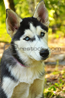 Dog Portrait - Husky