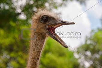  ostrich