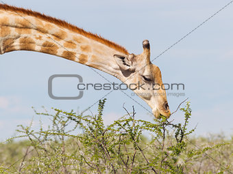 Giraffe in Etosha, Namibia