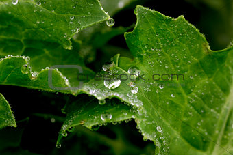 Close-up of a leaf and water drops
