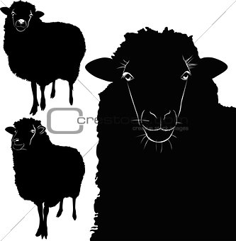 animal sheep lamb vector