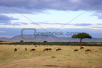 wildebeest herd Masai Mara Kenya Africa