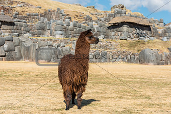 Alpaca  Sacsayhuaman ruins peruvian Andes  Cuzco Peru