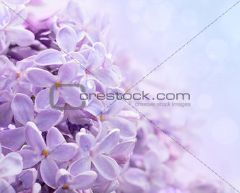Lilac flowers. Abstract background. Macro photo.