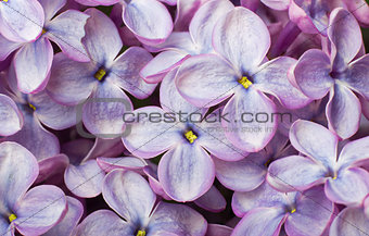 Beautiful spring lilac flowers. Macro photo.
