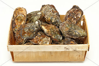 Oysters crate