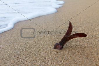 Rubber seed on the beach