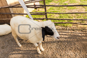 Sheep  in the farm
