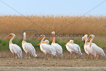 white pelican (pelecanus onocrotalus) 